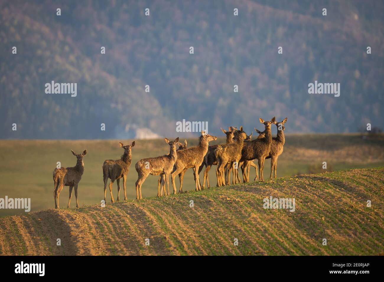 Red deer herd standing on grassland in spring nature Stock Photo