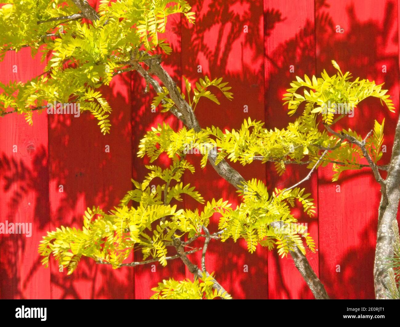 Young Tree Leaves In Spring At A Red Wall Stock Photo - Alamy