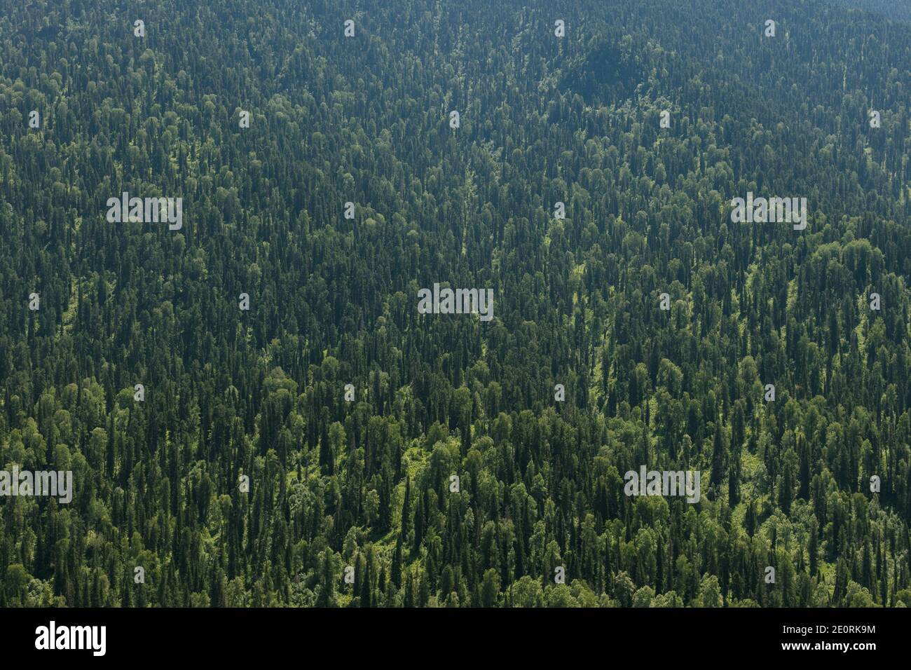 Healthy green trees in a forest of old spruce, fir and pine trees in ...