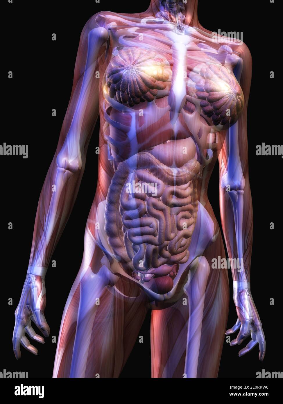 Трясется внутри тела. Женский организм. Анатомия организма женщины. Тело женщины анатомия.