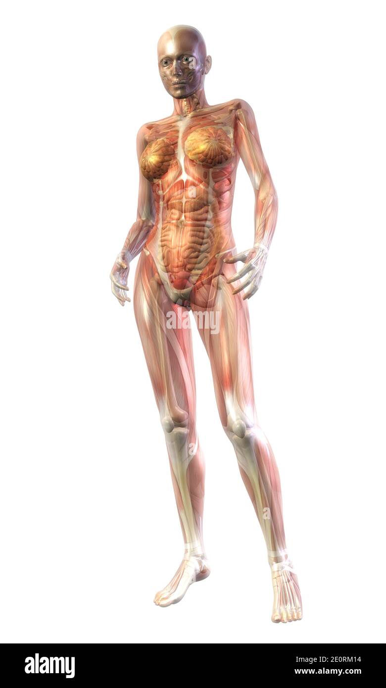 Biological chest female hi-res stock photography and images - Alamy