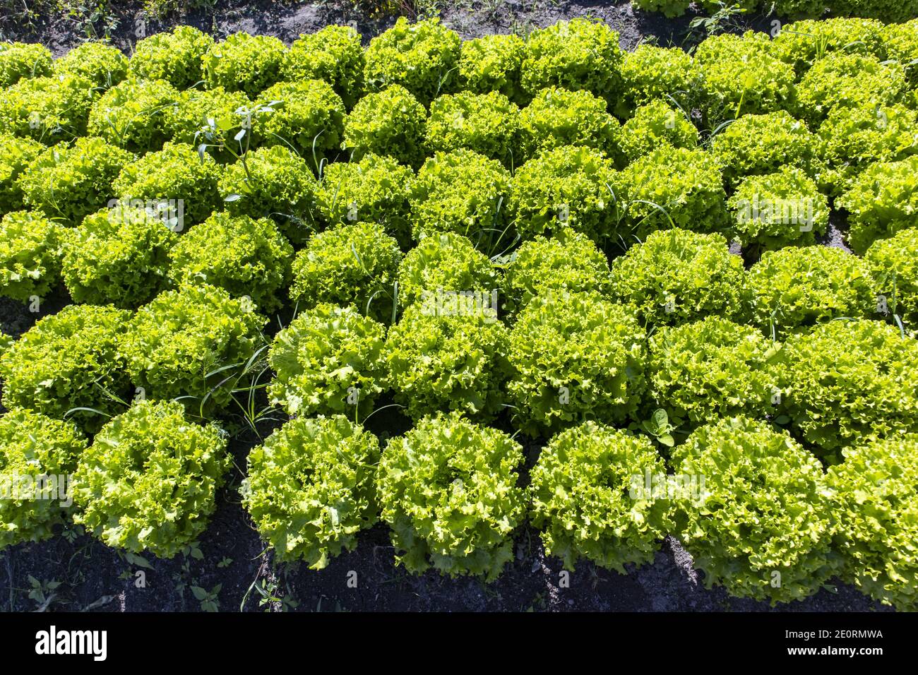 Salad Plants Stock Photo