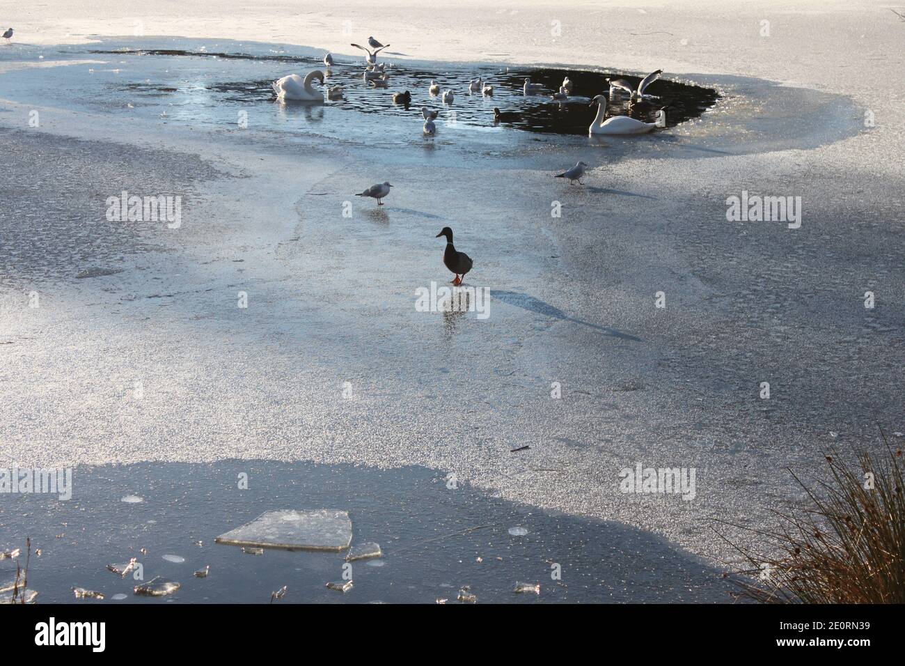Winter, waterfowl and birds standing on a frozen lake. Beautiful winter images of urban and green spaces. Mindfulness in winter. Stock Photo
