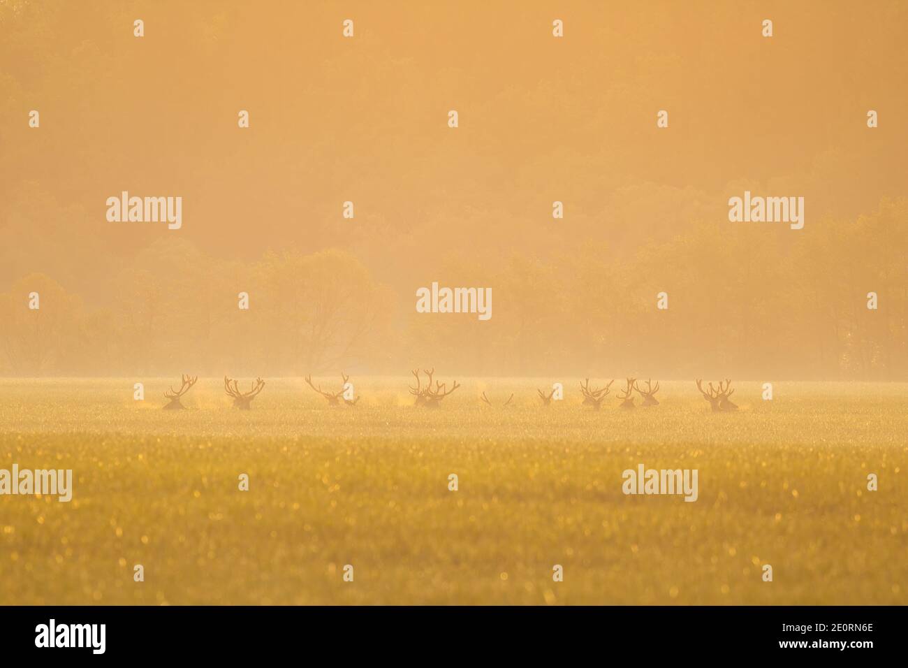Red deer herd standing on field in orange morning mist Stock Photo