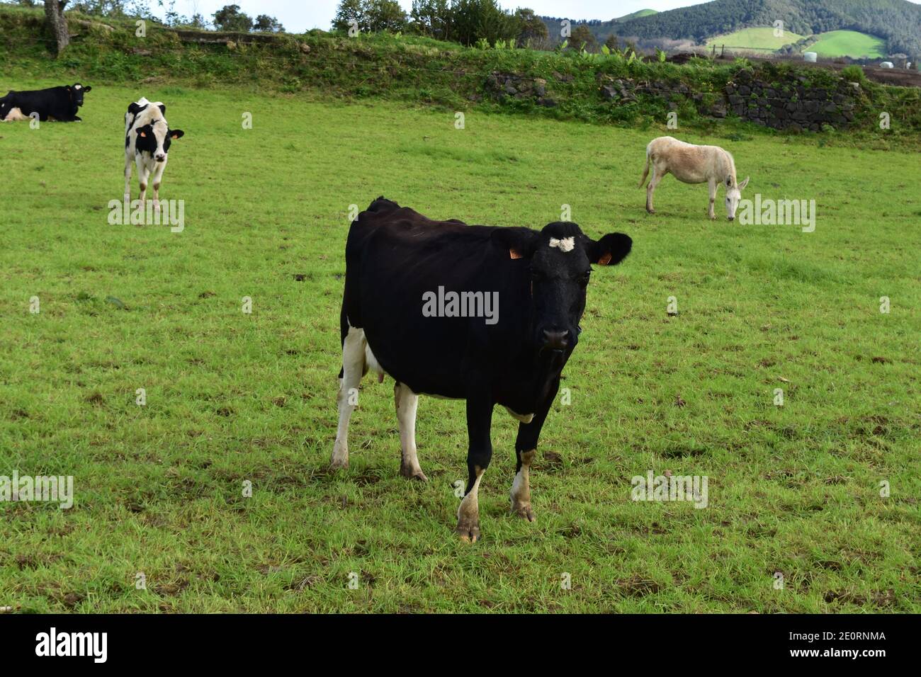 Large black dairy cow standing in a green grass pasture Stock Photo - Alamy