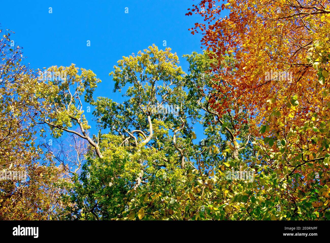 Looking up through the tree canopy of a mainly beech and oak woodland during the autumn at a clear blue sky. Stock Photo