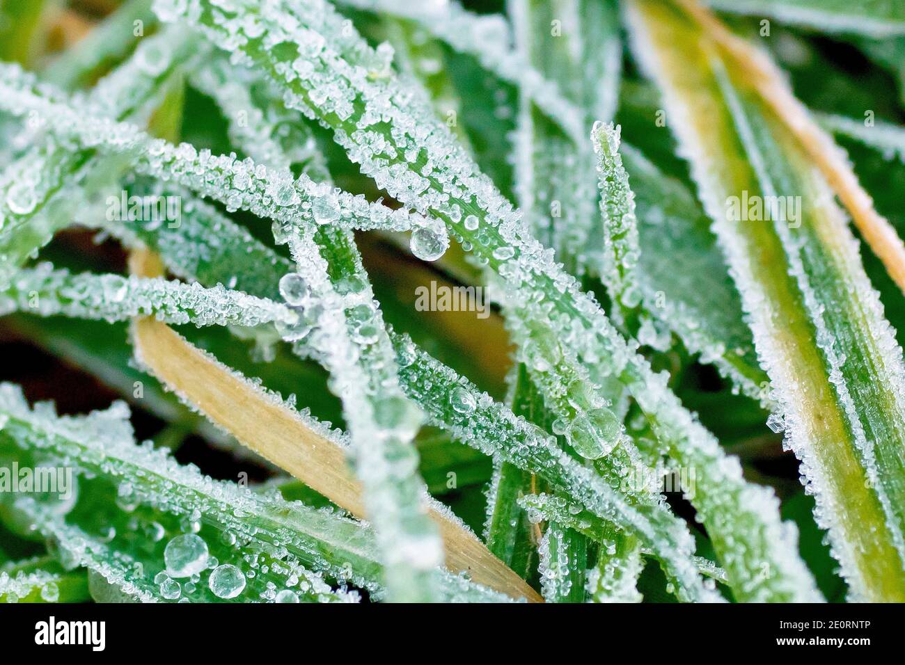 Close up of frozen dewdrops and frost on blades of grass after a sudden cold snap. Stock Photo