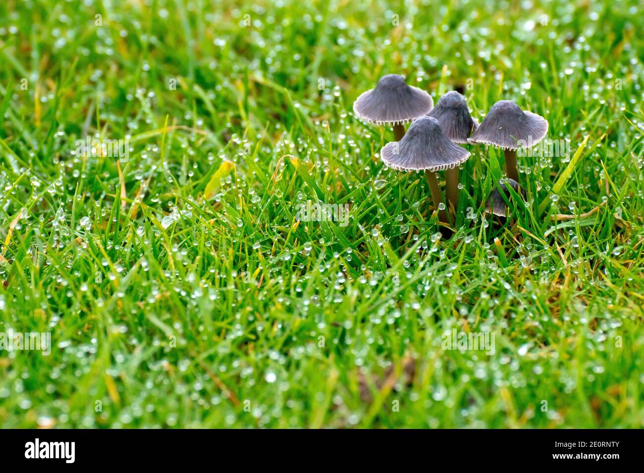 Many small fungi hi-res stock photography and images - Alamy