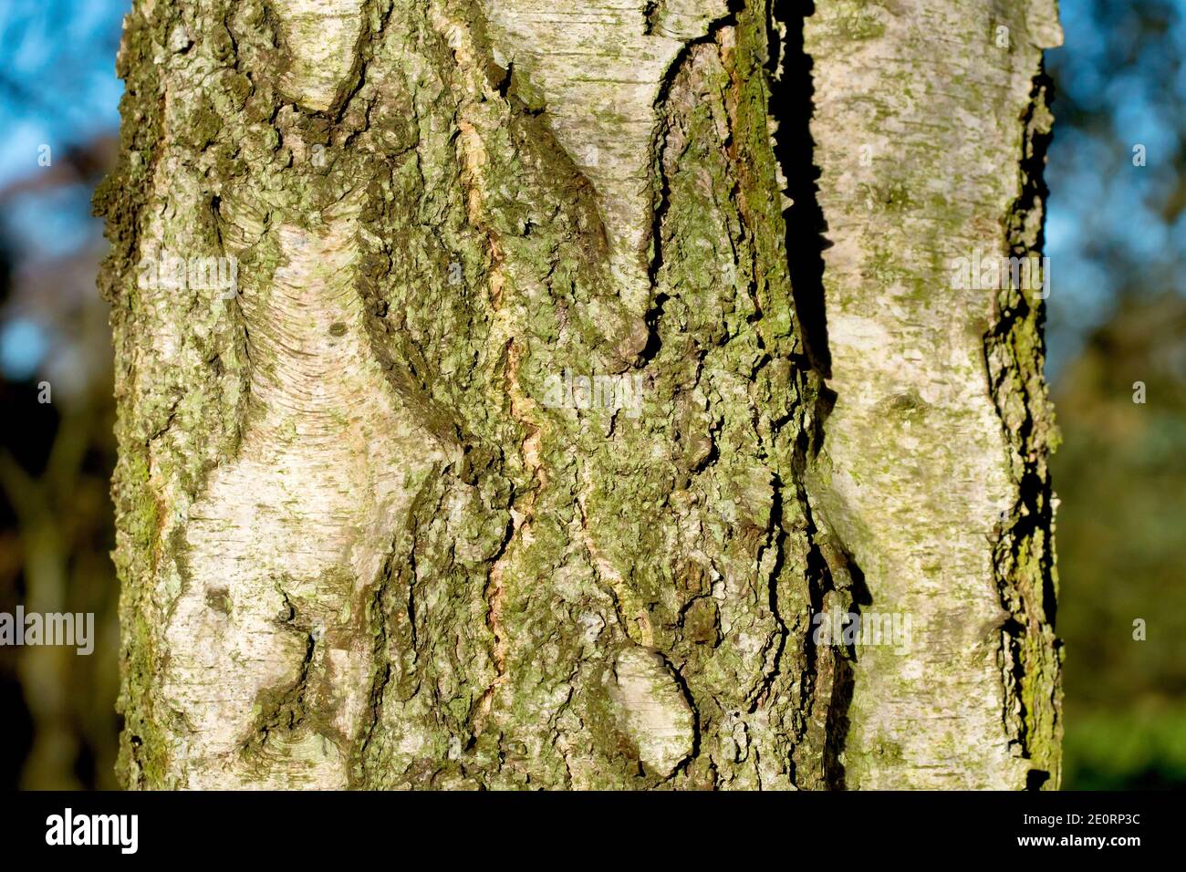 Close up of the bark of a mature Silver Birch tree (betula pendula), showing both the rough and smooth texture of its surface. Stock Photo