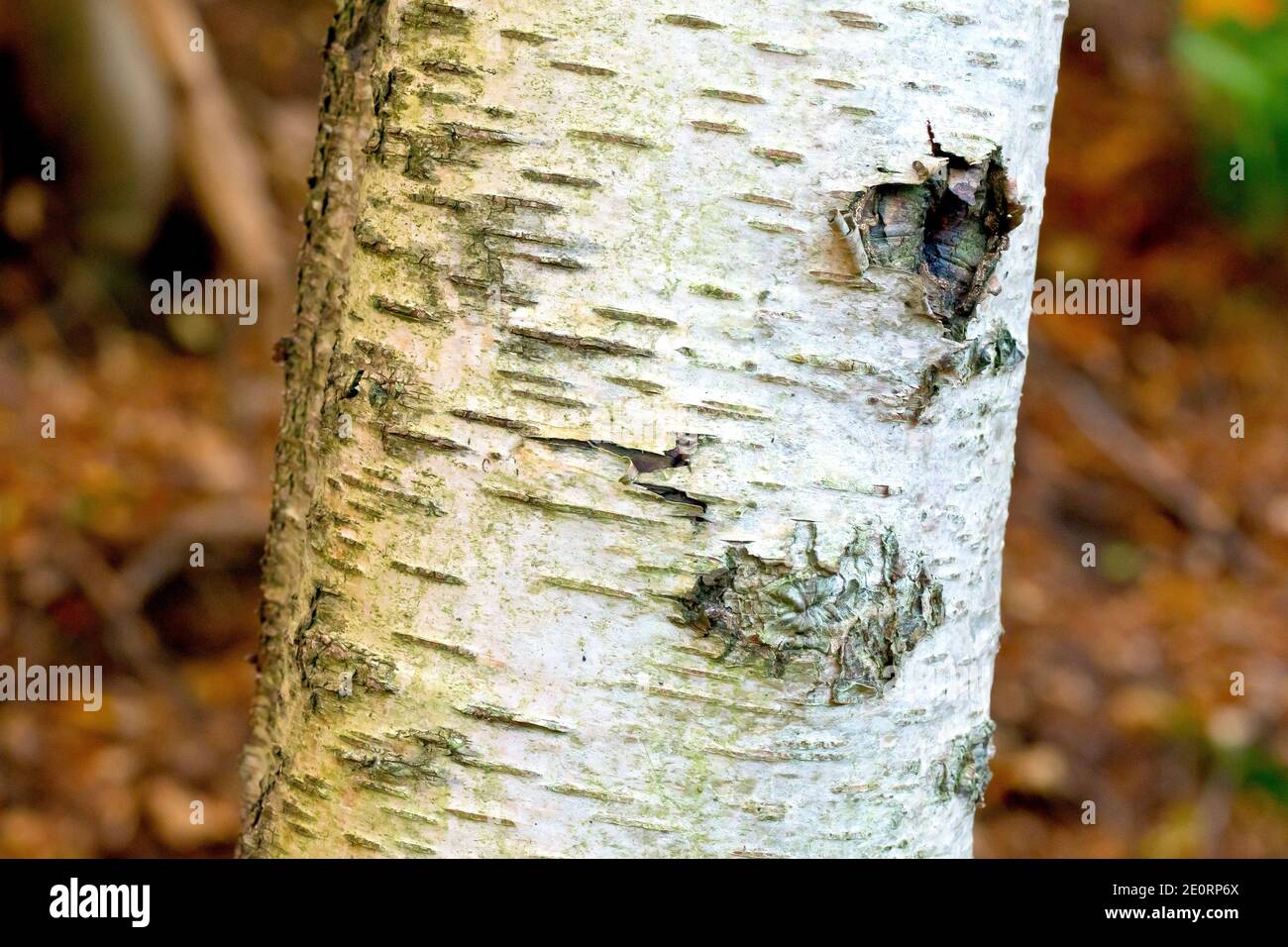 Close up of the bark of a young Silver Birch tree (betula pendula), showing the smooth white texture of its surface. Stock Photo