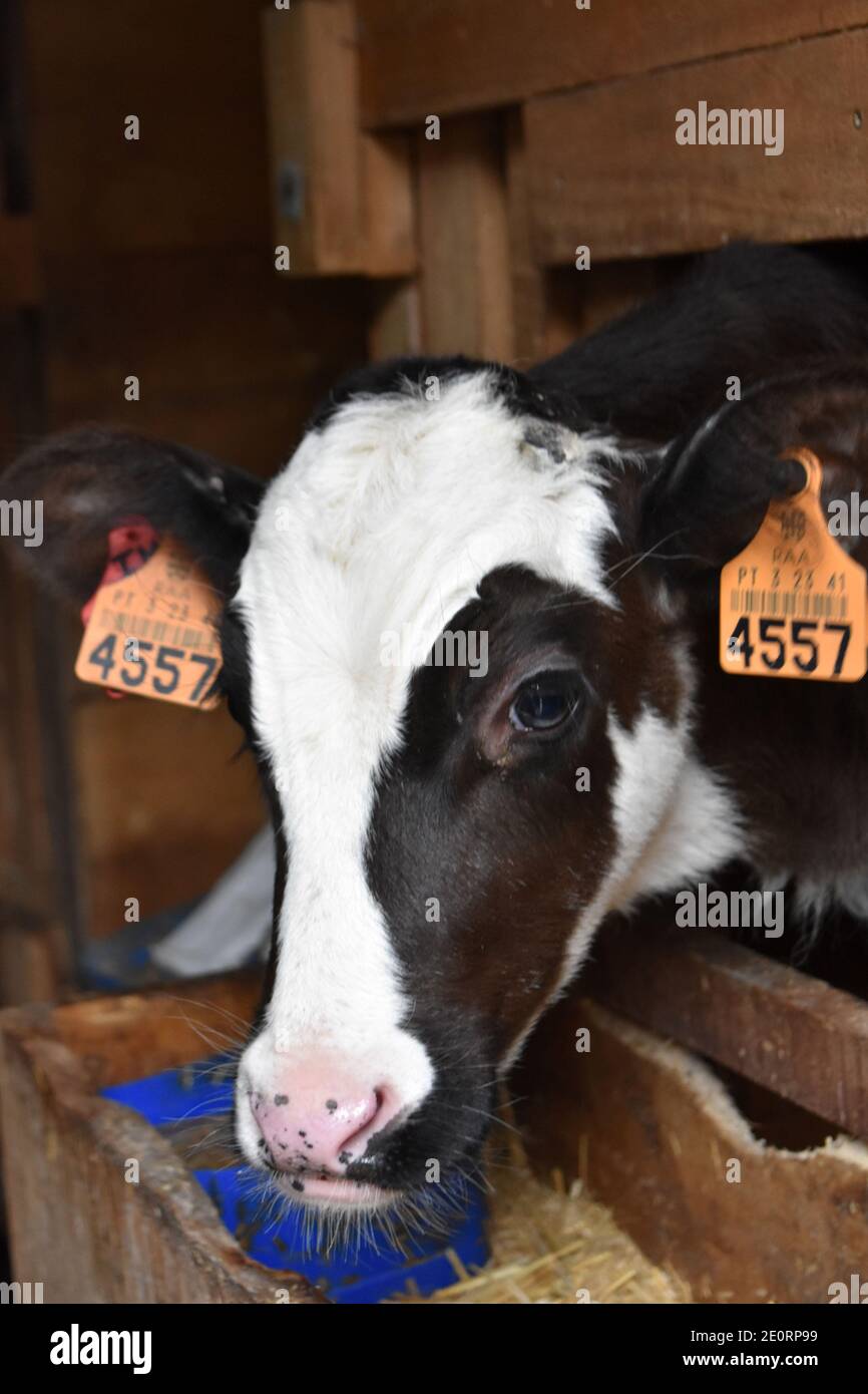 Black and white faced calf in a stall Stock Photo - Alamy