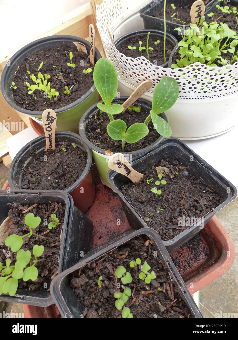 Young Plants, Sowing, Growing Plants In Flower Pots Stock Photo - Alamy