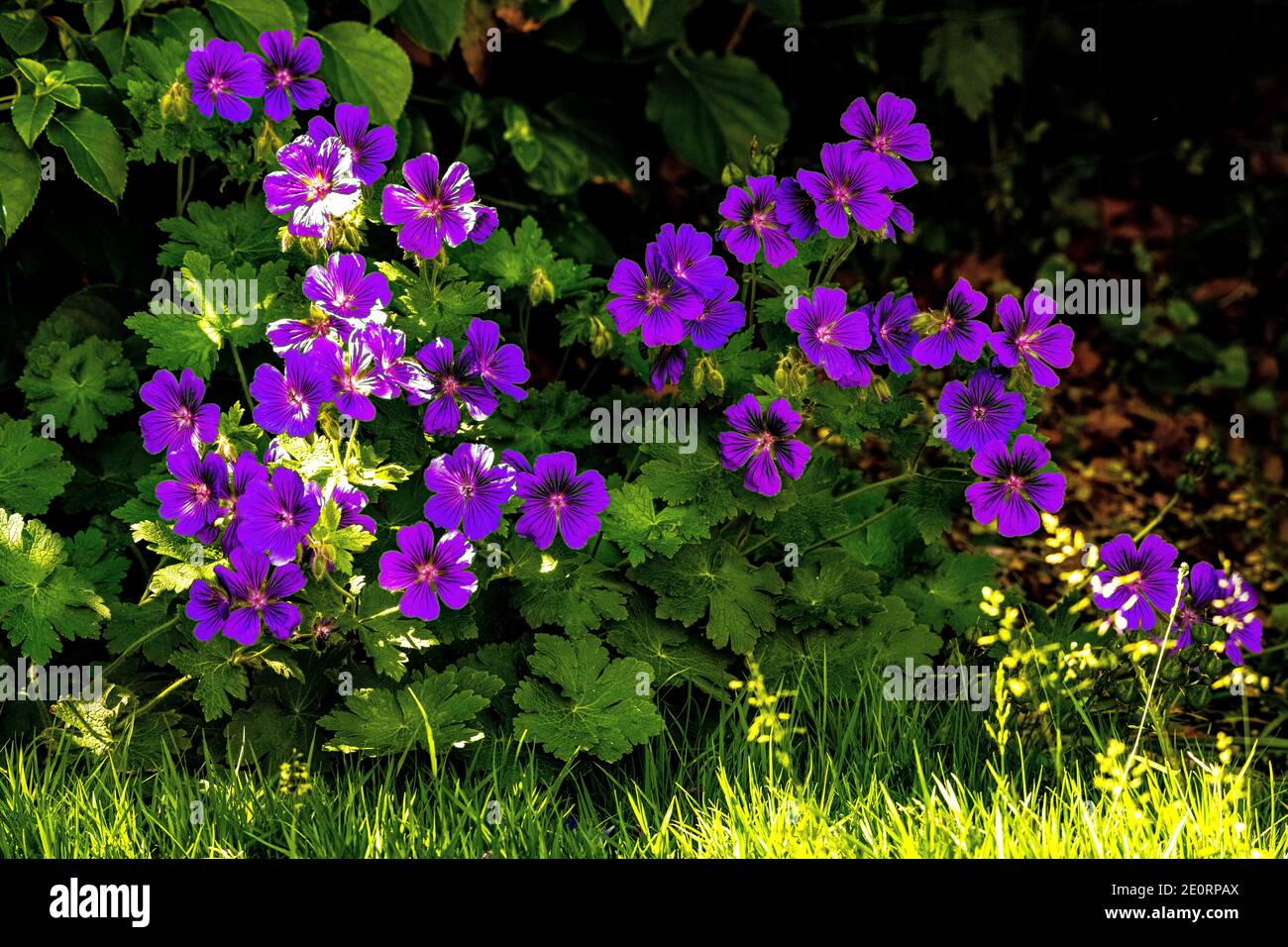 Geraniums in the garden Stock Photo