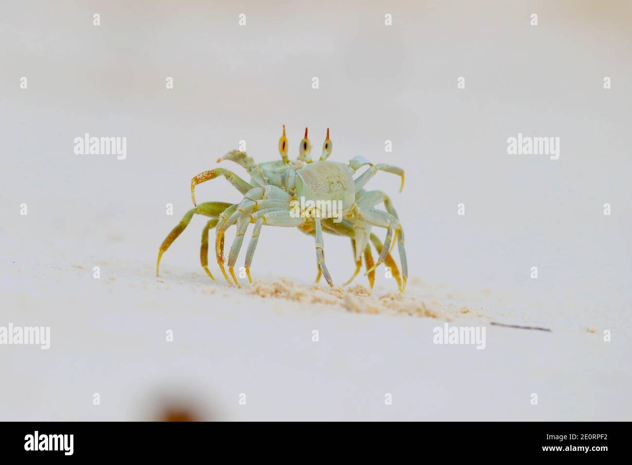 Two Horned Ghost Crabs or Horn-eyed Ghost Crabs (Ocypode ceratophthalmus) posturing and fighting after one stepped on the other's burrow, Seychelles Stock Photo