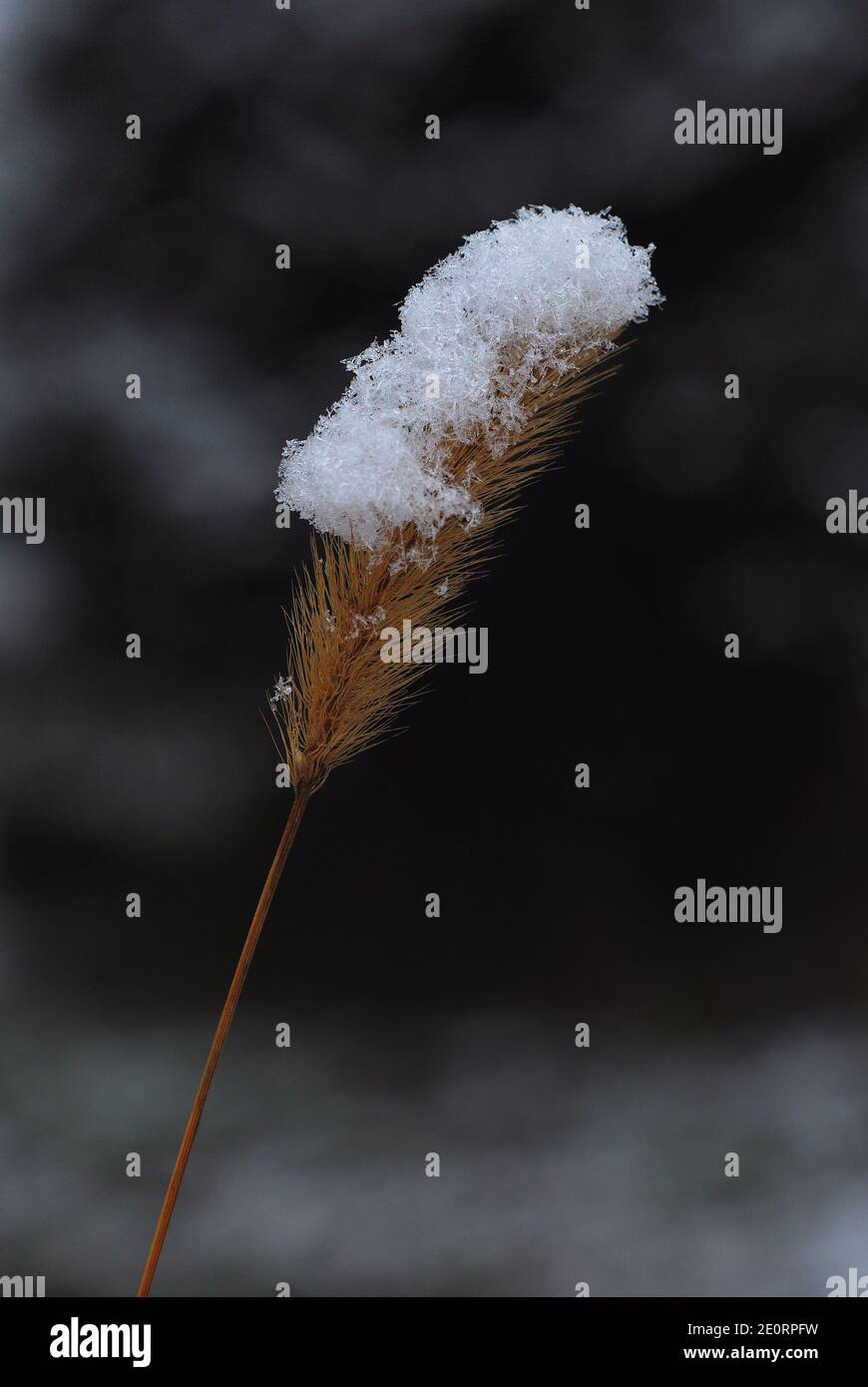 Soft brown plant hi-res stock photography and images - Alamy