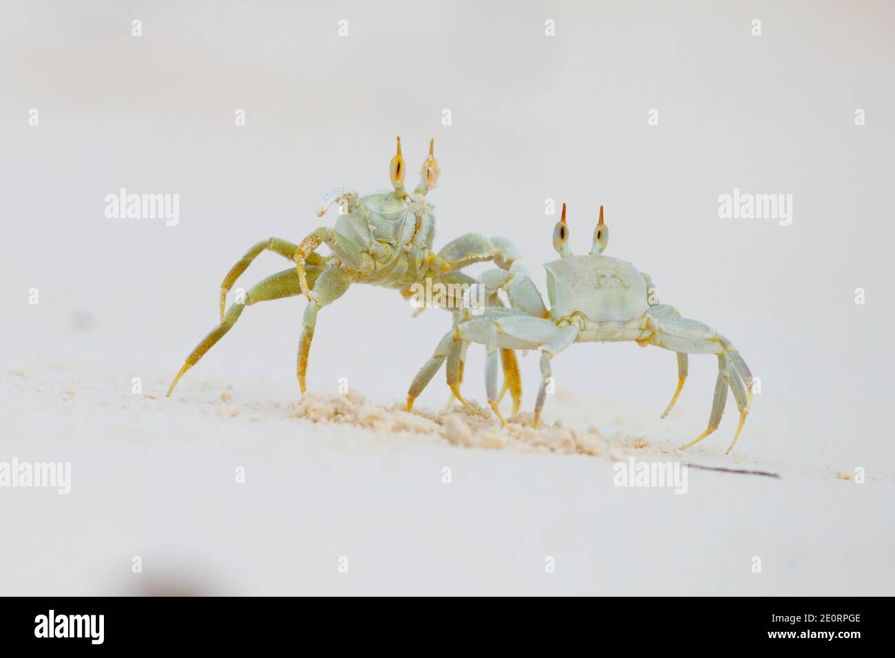 Two Horned Ghost Crabs or Horn-eyed Ghost Crabs (Ocypode ceratophthalmus) posturing and fighting after one stepped on the other's burrow, Seychelles Stock Photo