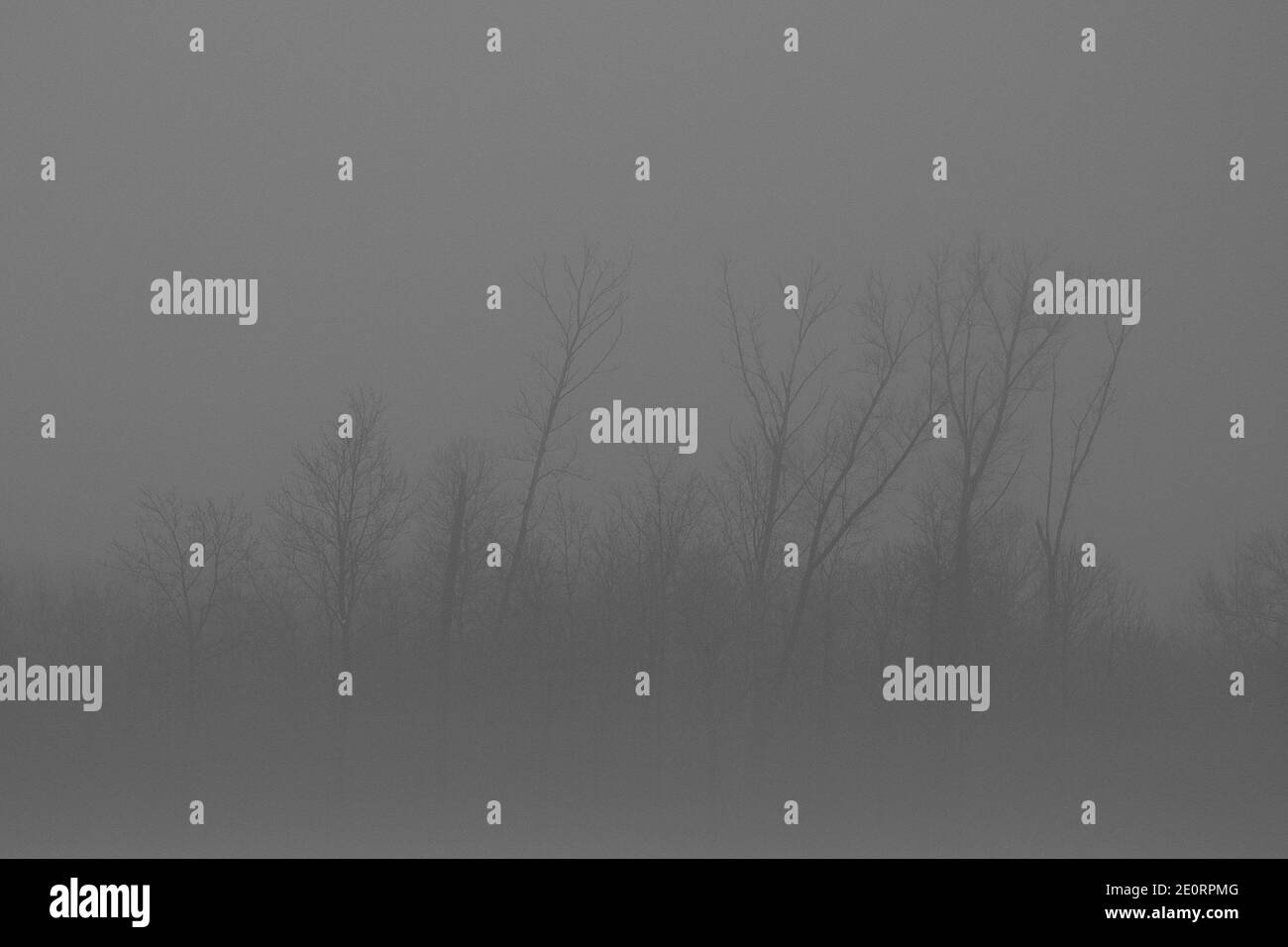 Trees in a winter landscape hi-res stock photography and images - Alamy