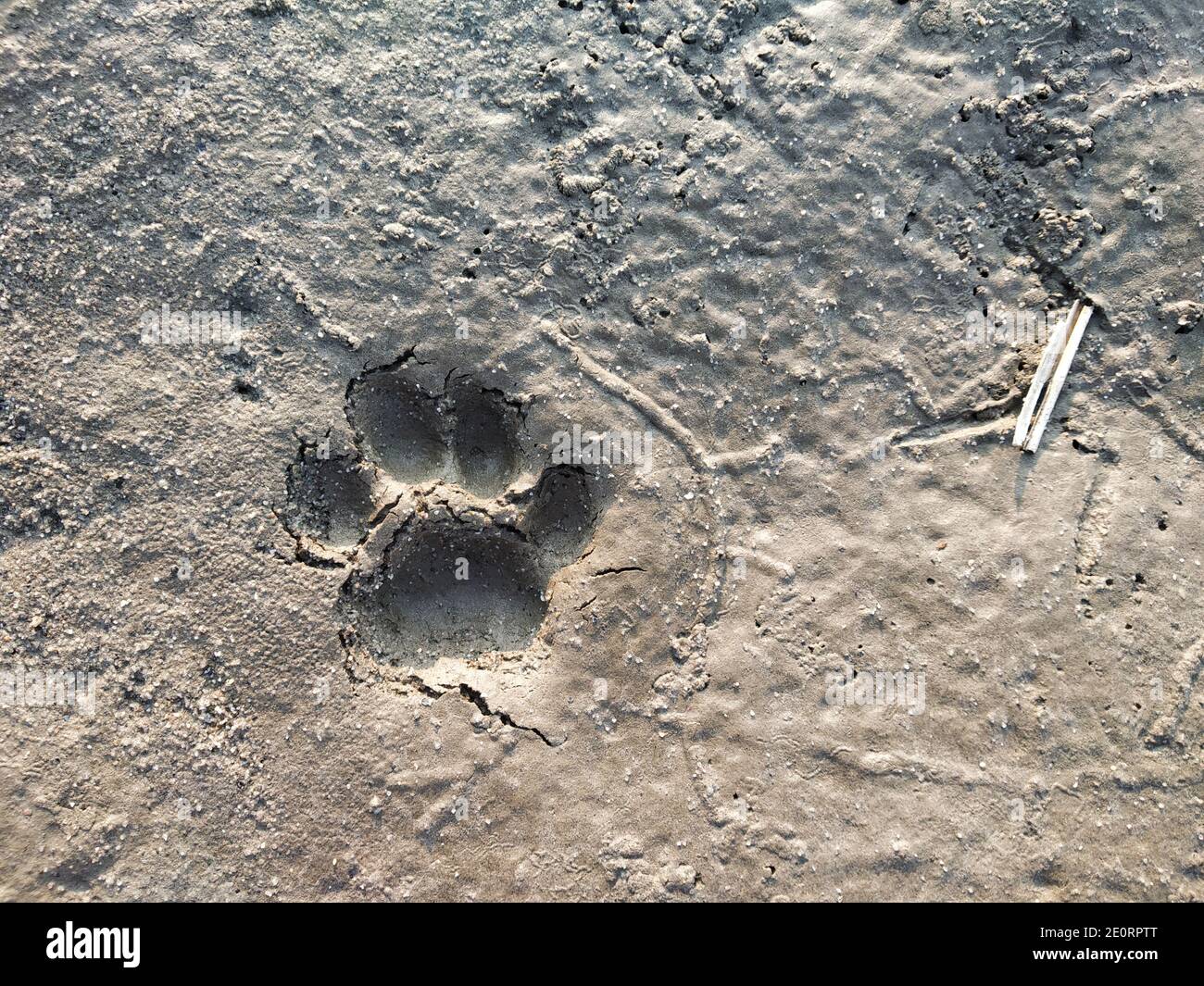 Tiger Paw Print In Mud
