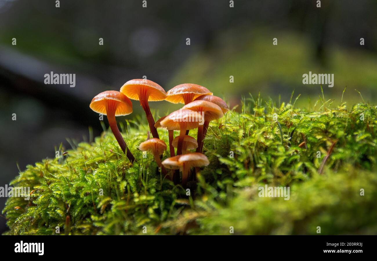 Wild mushrooms, Marin County, California Stock Photo Alamy