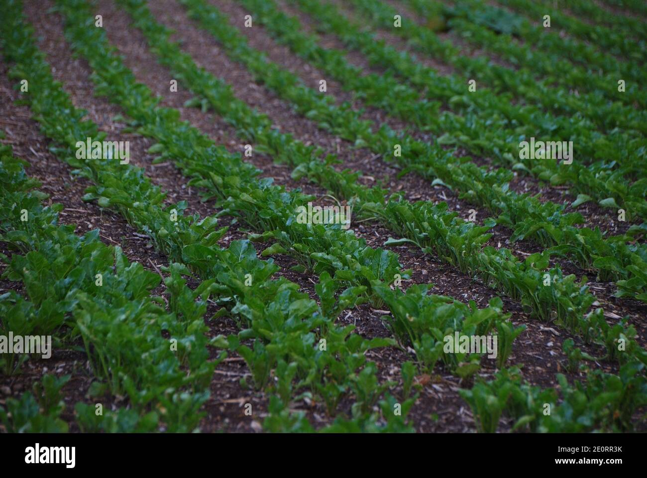 Field plants grown in hi-res stock photography and images - Alamy
