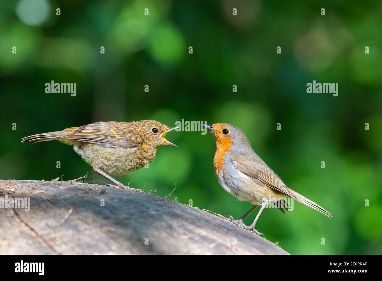 Food of and adult robin Telegraph