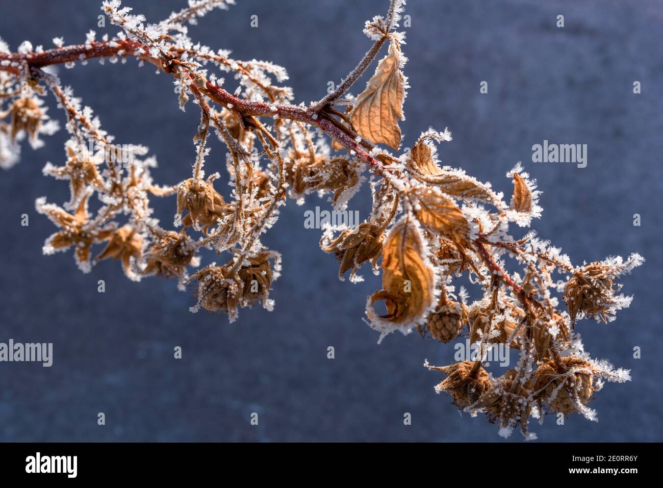 Hoar Frost on a Dormant Raspberry Shrub Stock Photo - Alamy