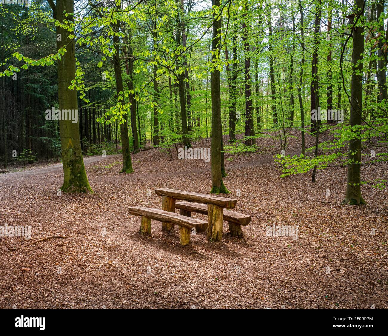 Wooden Table And Bench In The Forest Stock Photo - Alamy