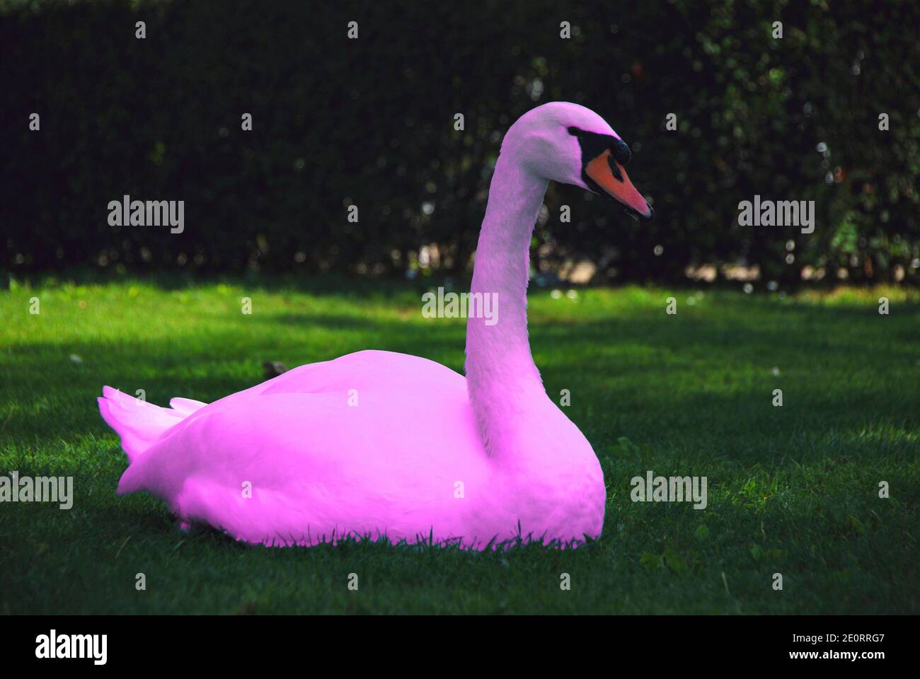 swan in pink sitting in green meadow by the lake photomontage Stock Photo