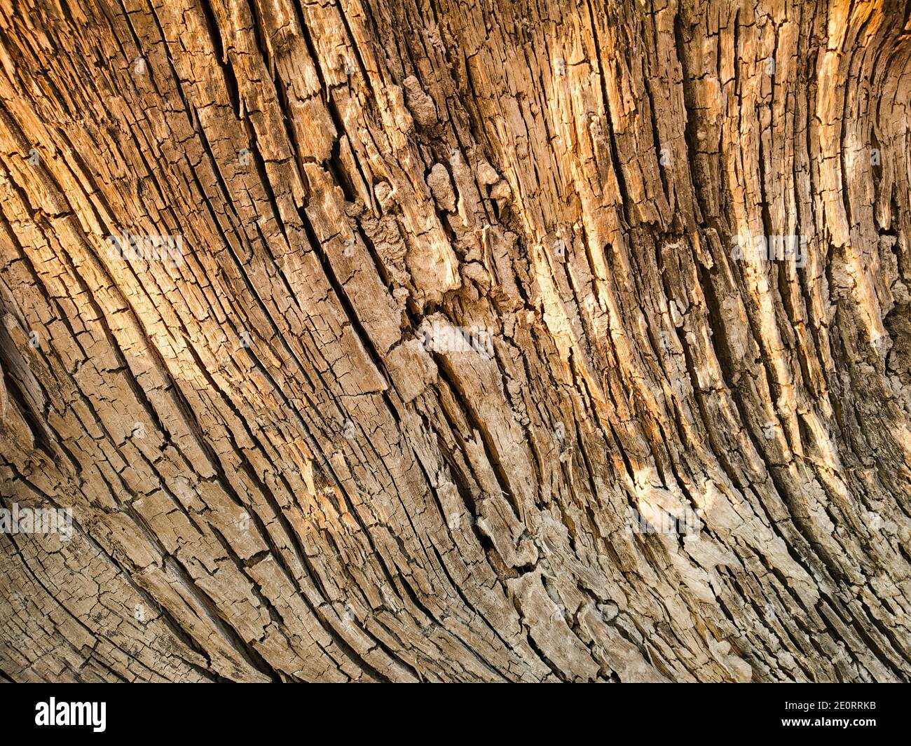 Close up old wood grain texture . Wooden texture background. Brown wood  texture, old wood texture,Old cracked and rotten piece.Pattern on the old  plan Stock Photo - Alamy