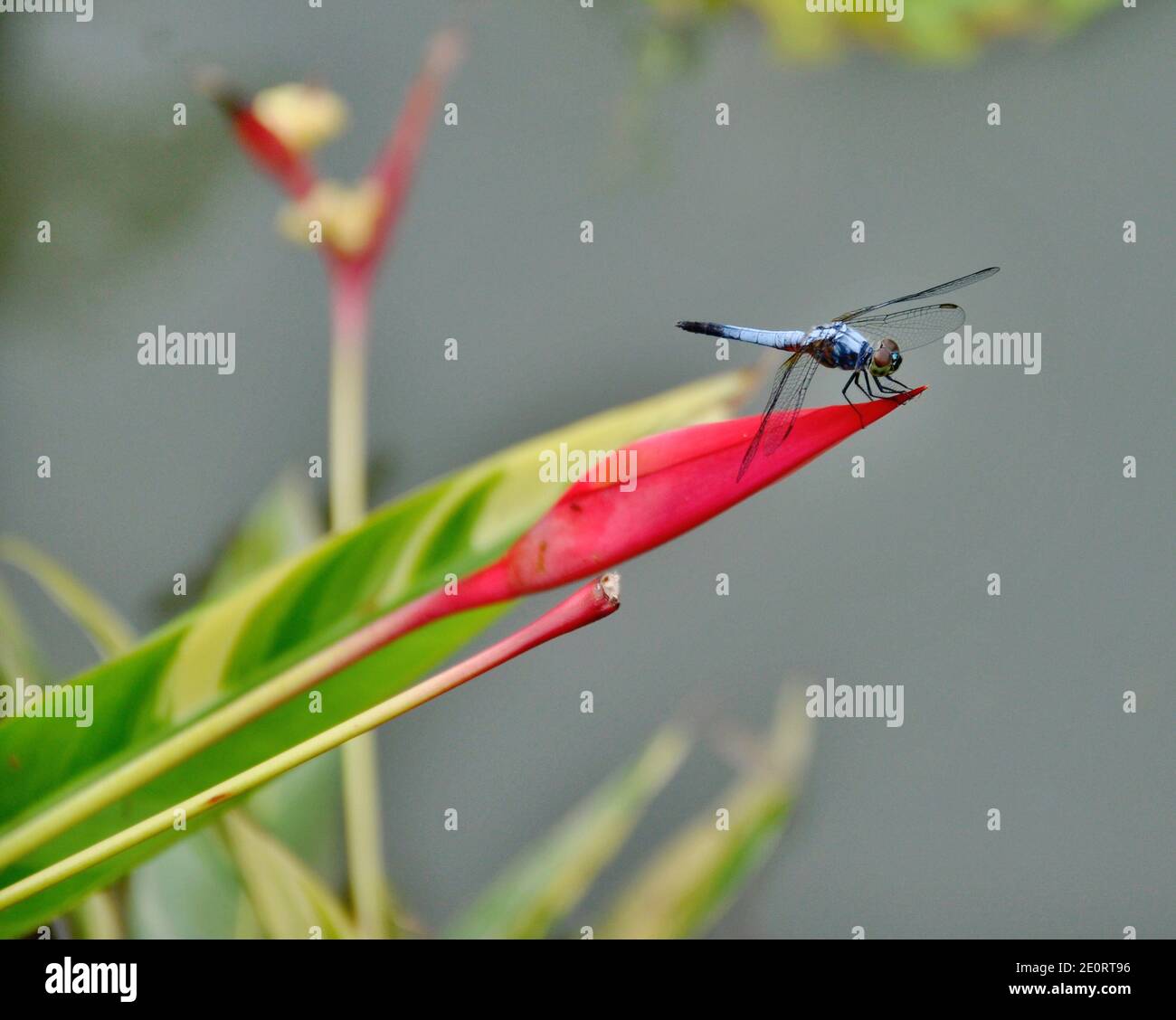 Resting Dragonfly Stock Photo