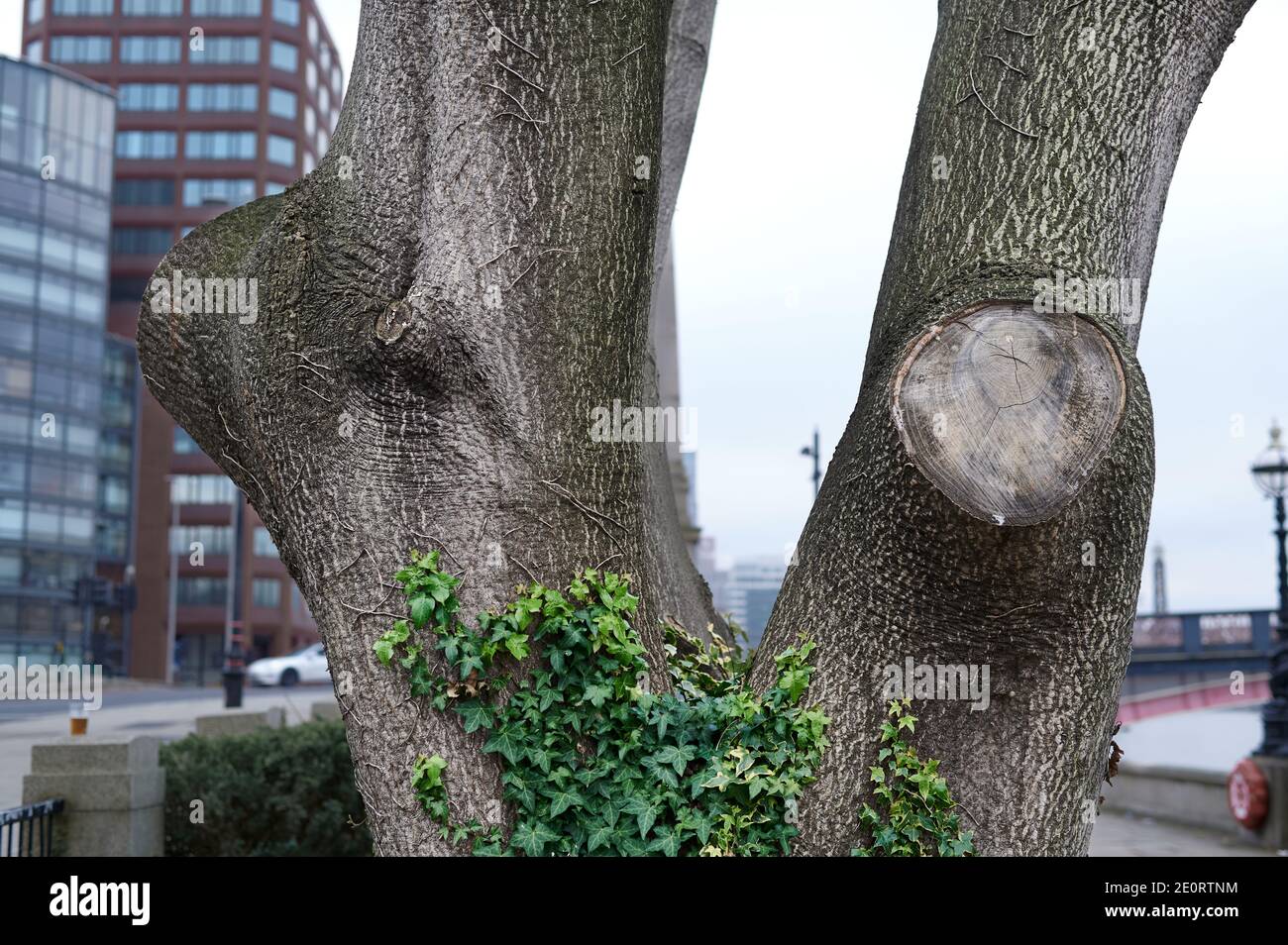 English ivy wrapped around a tree trunk showing textured bark in winter with a city background Stock Photo