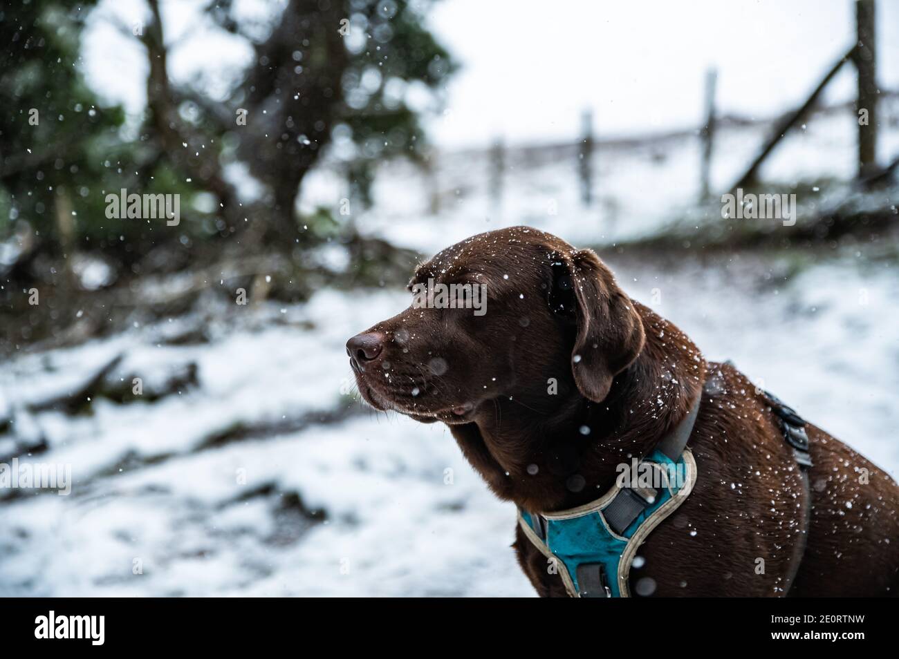 Chocolate labrador sat in falling snow in the woods of south wales uk. Stock Photo
