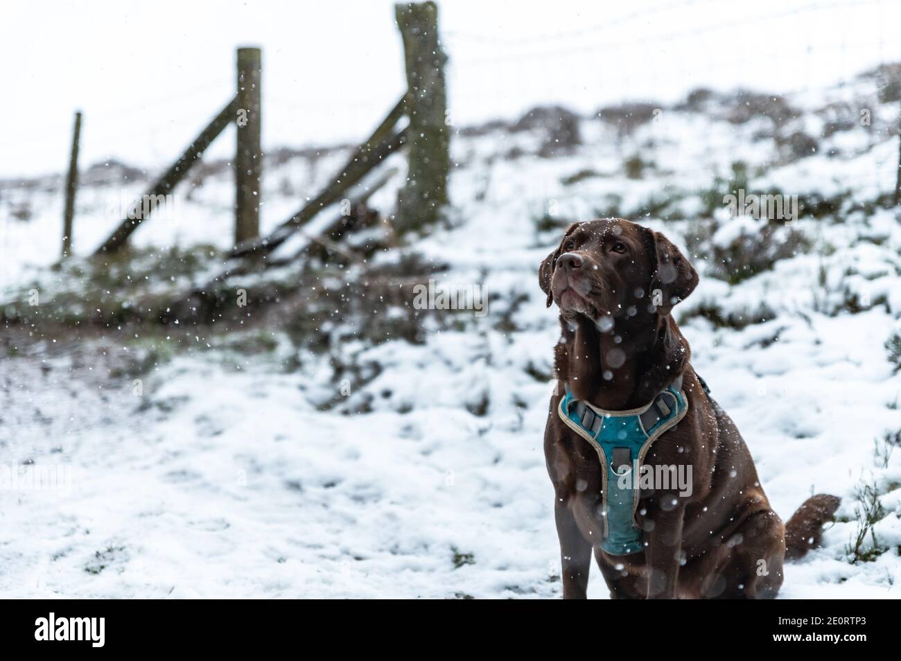Chocolate labrador sat in falling snow in the woods of south wales uk. Stock Photo