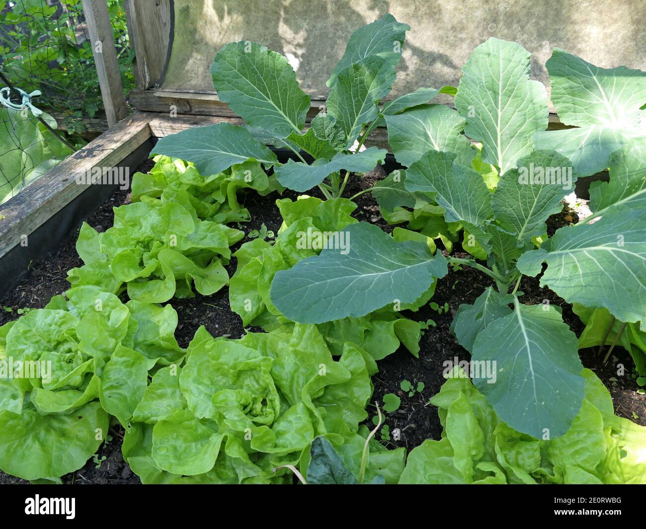 Vegetable Bed, Cold Frame, Raised Bed In The Own Garden, Cultivation Of