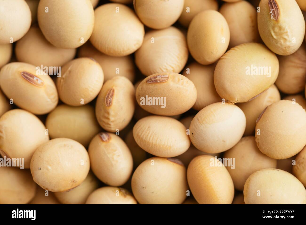Soybeans, variety 'Green shell' for growing. Stock Photo