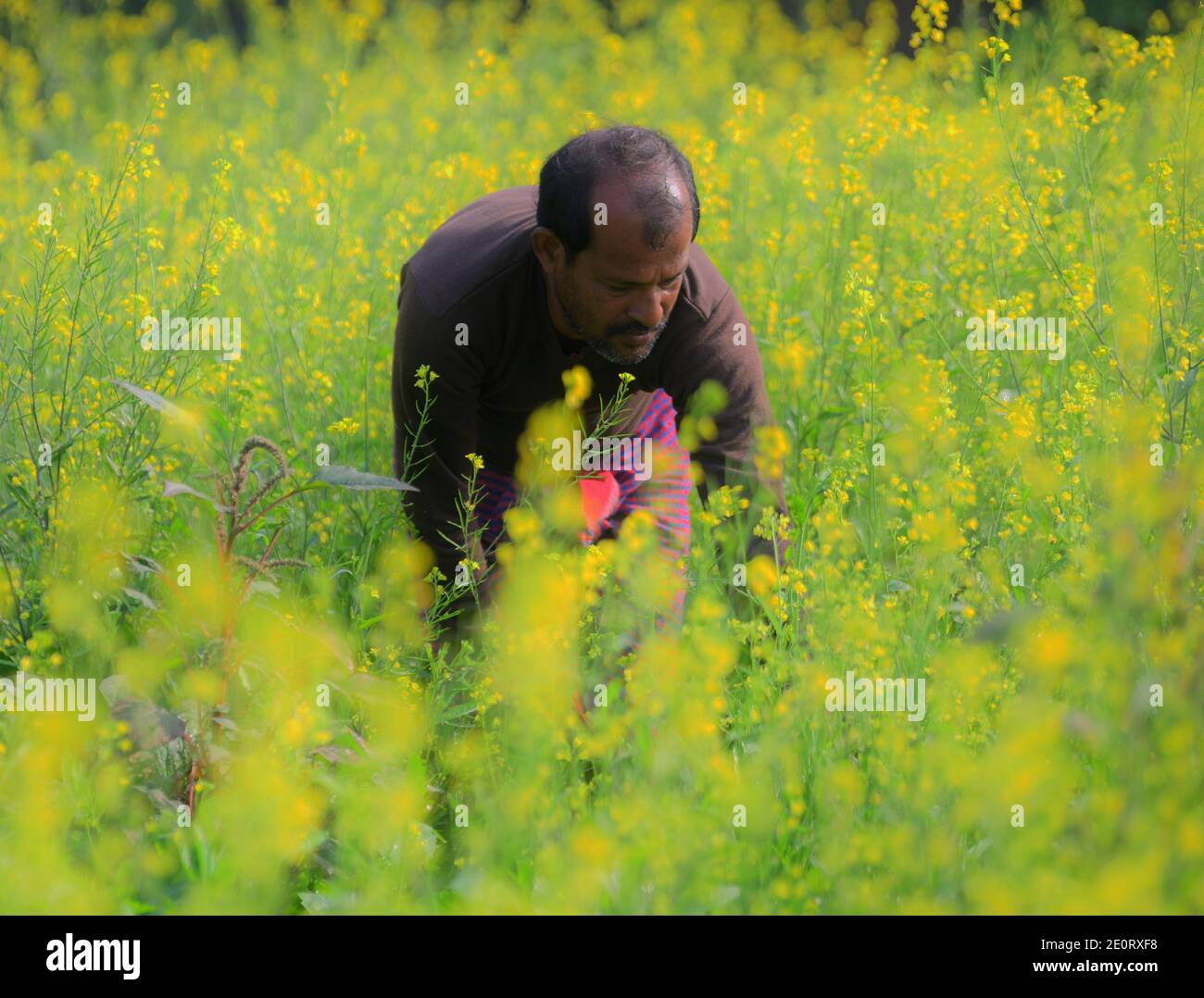 A farmer working at his marigold flower garden on a bright sunny day. in the outskirts of Agartala, Tripura, India. Stock Photo