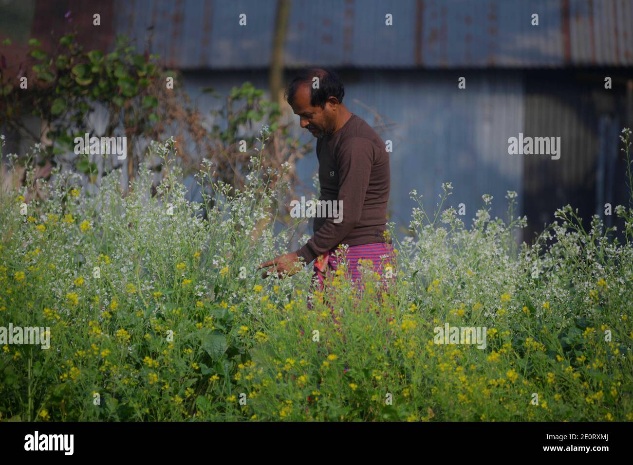 A farmer working at his marigold flower garden on a bright sunny day. in the outskirts of Agartala, Tripura, India. Stock Photo