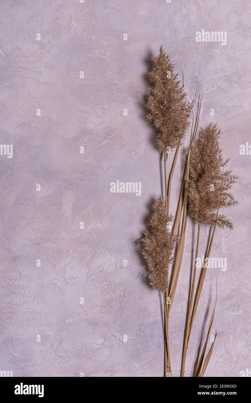 Flat lay with group of beige dried reed flowers on textured blue, gray and beige concrete. Background with dried flower arrangement and copy space. Or Stock Photo