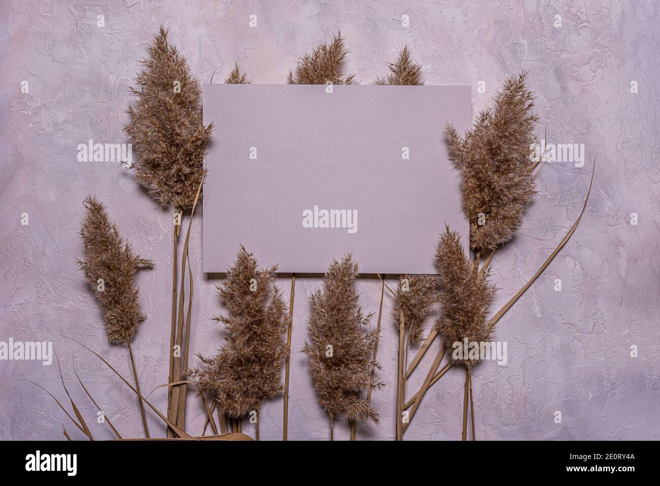 Stylish flat lay with group of beige dried reed flowers and blank square blue gray paper sheet on textured dusk concrete background. Copy space. Mochu Stock Photo