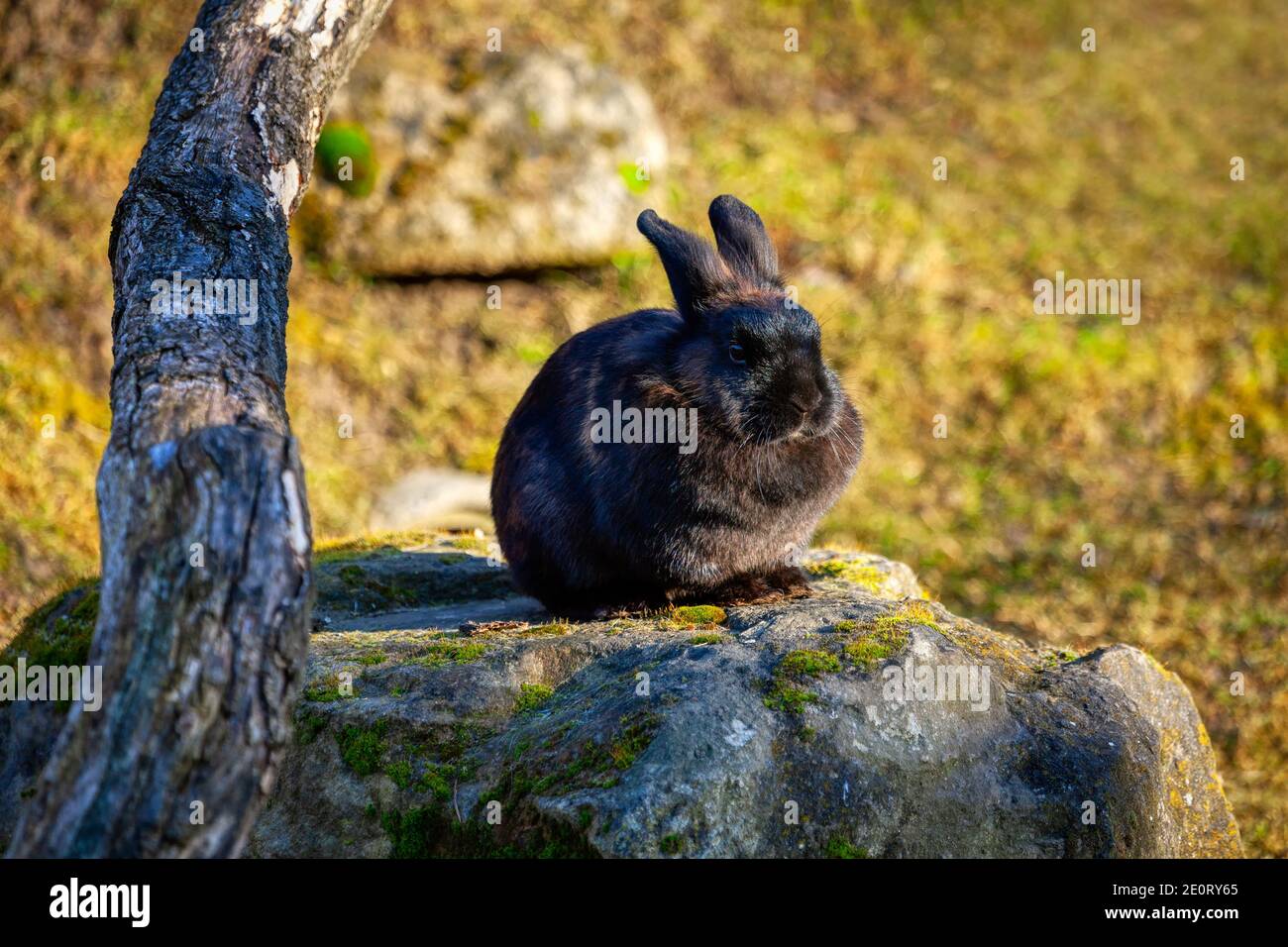Black rabbit standing on the stone . Hare in the wild nature Stock Photo