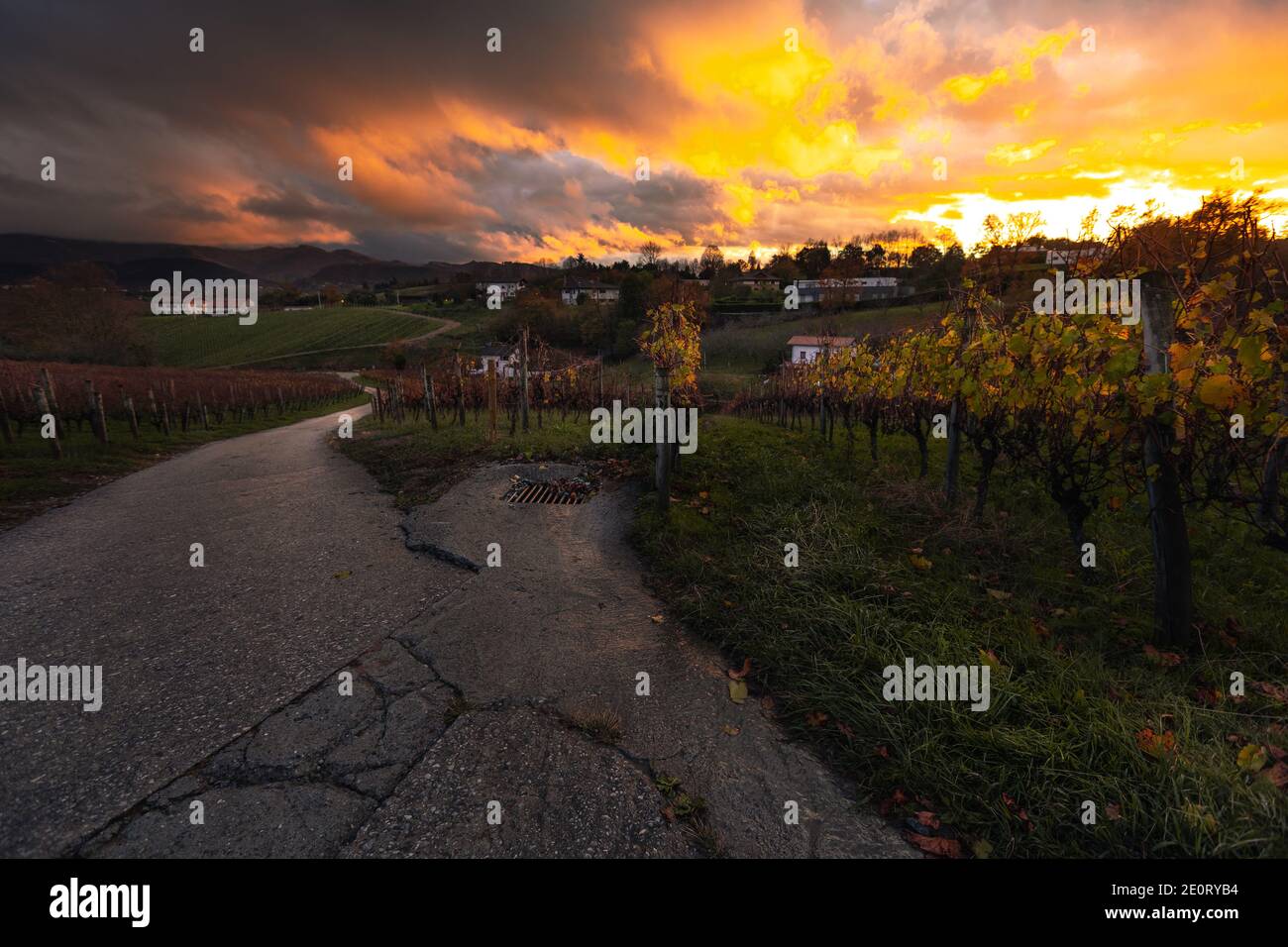 Vineyards from Hondarribia on a nice sunset evening; Basque Country. Stock Photo