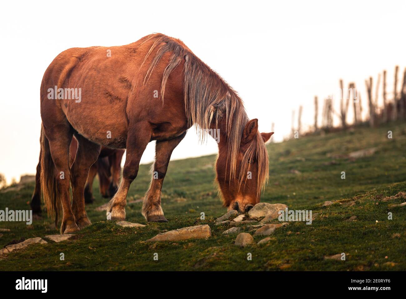 Wild horses eating grass at mount Jaizkibel, Basque Country Stock Photo ...