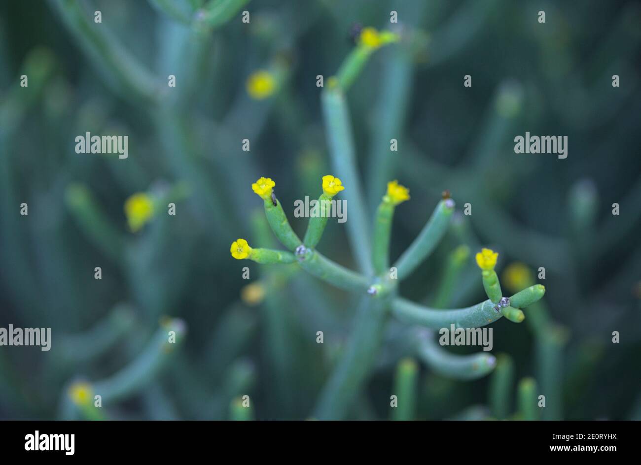 Flora of Gran Canaria - Euphorbia aphylla, leafless spurge native to the Canary Islands Stock Photo