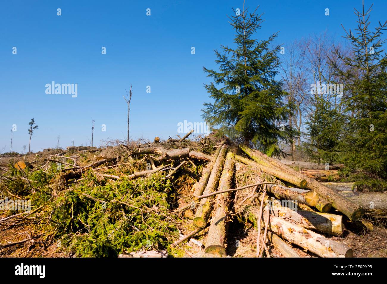 Stormdamage In Forest Stock Photo