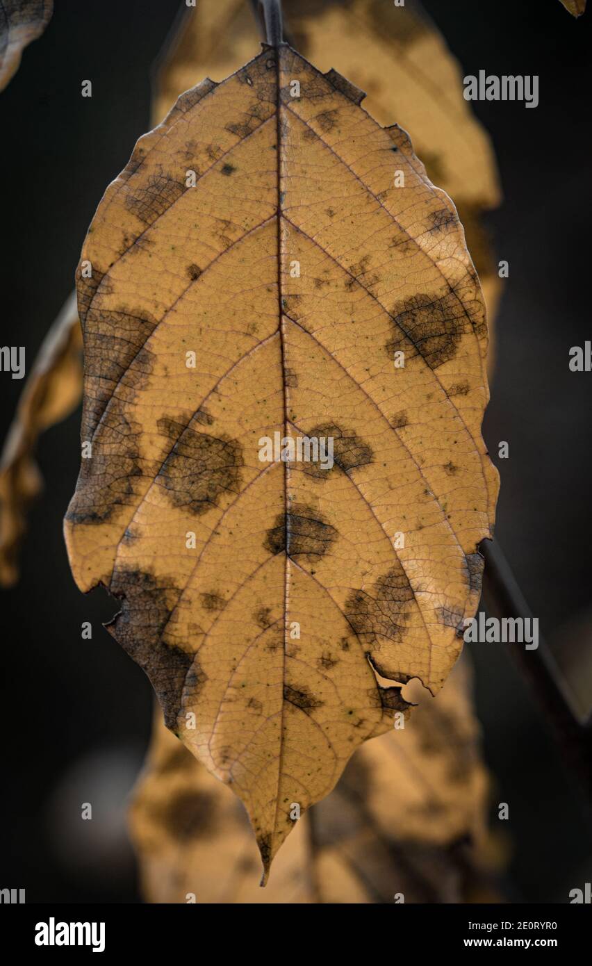 beautiful autumn leave Stock Photo