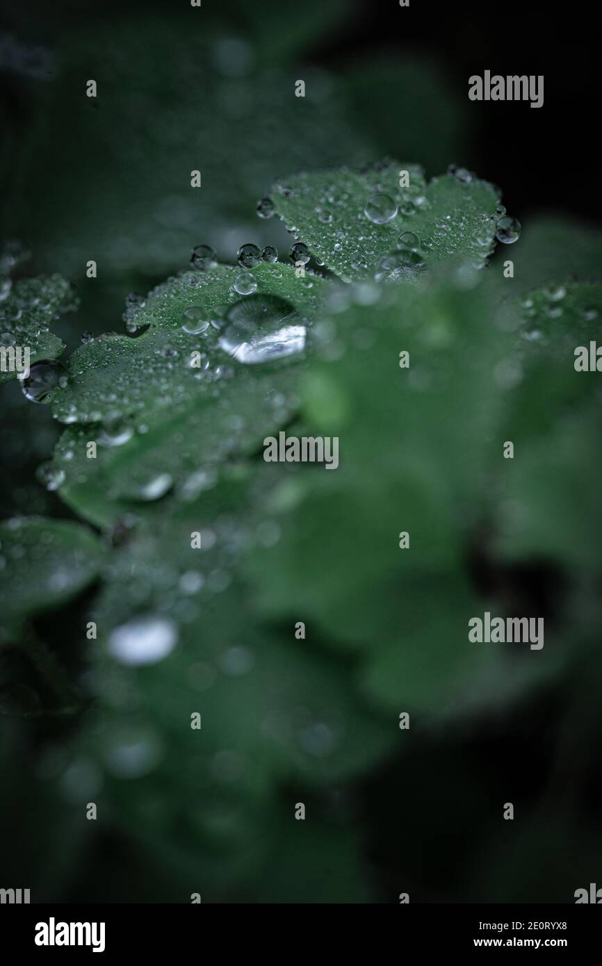 Water shamrock hires stock photography and images Alamy