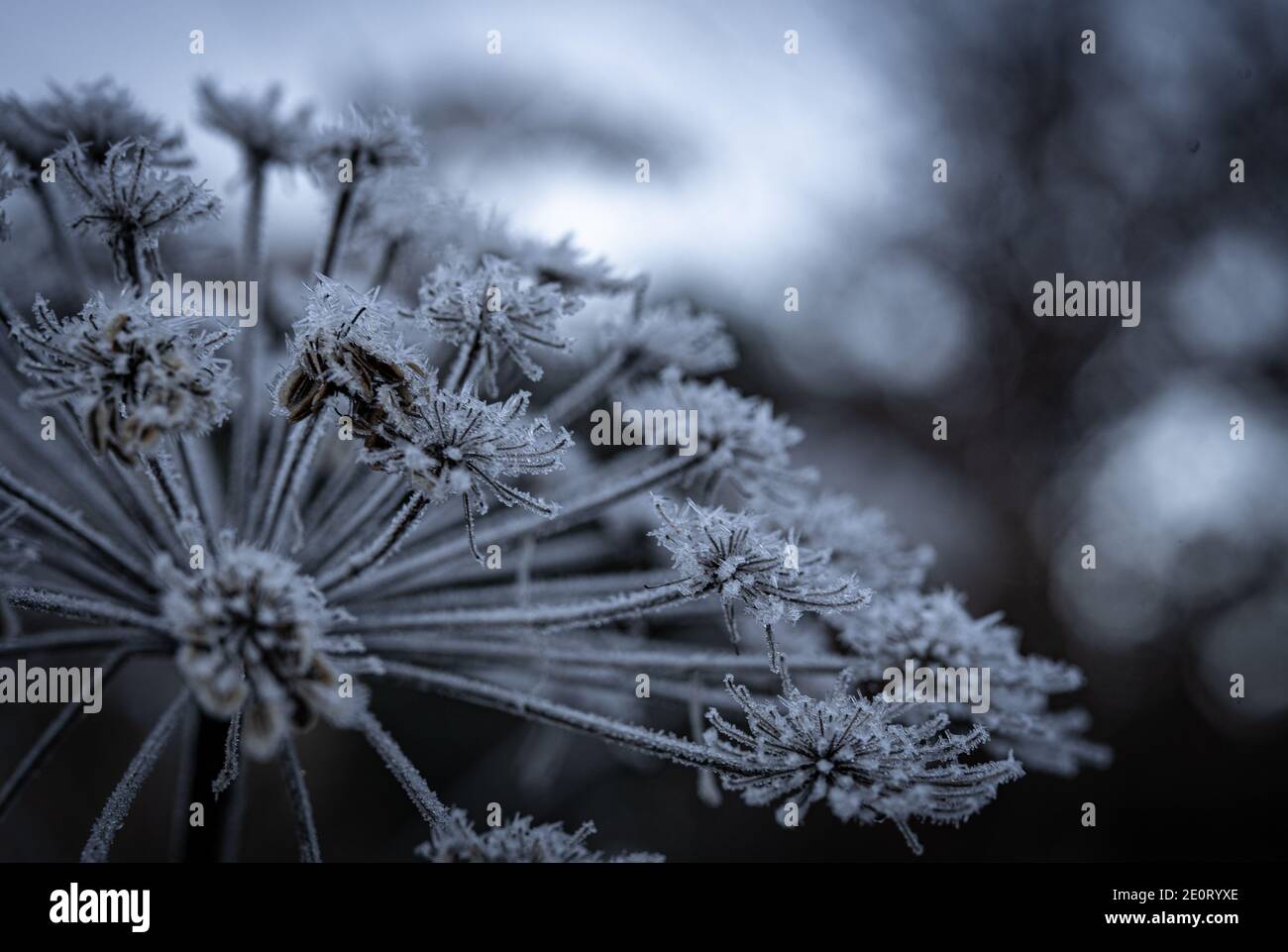 winter Flower Stock Photo