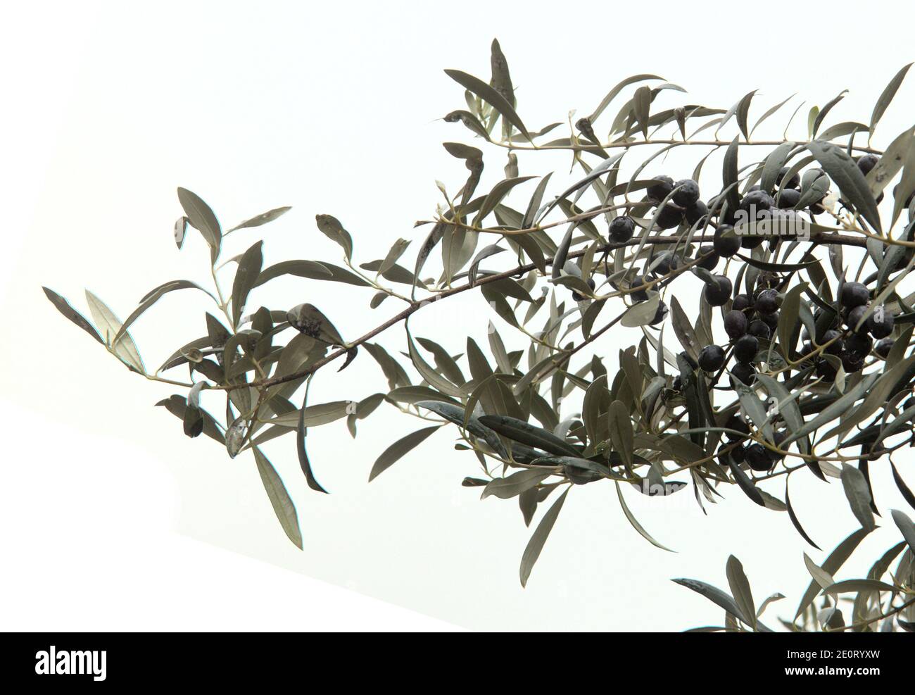 wet olive tree branches with black ripe olives in the rain isolated on