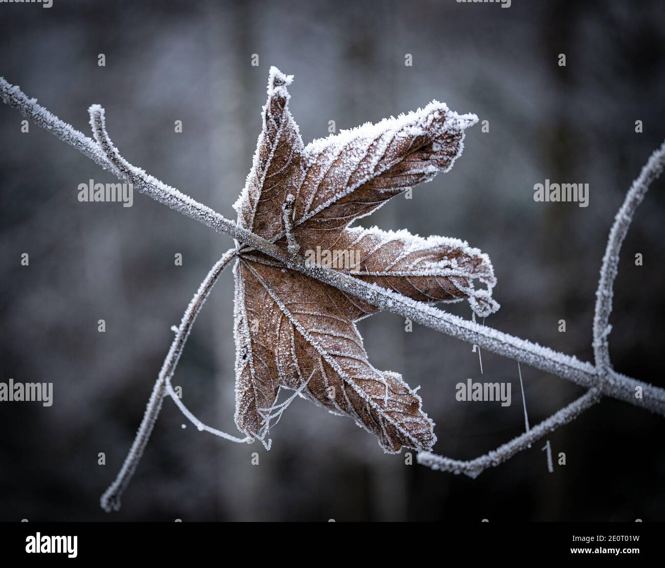 frozen leaf covered with ice Stock Photo - Alamy