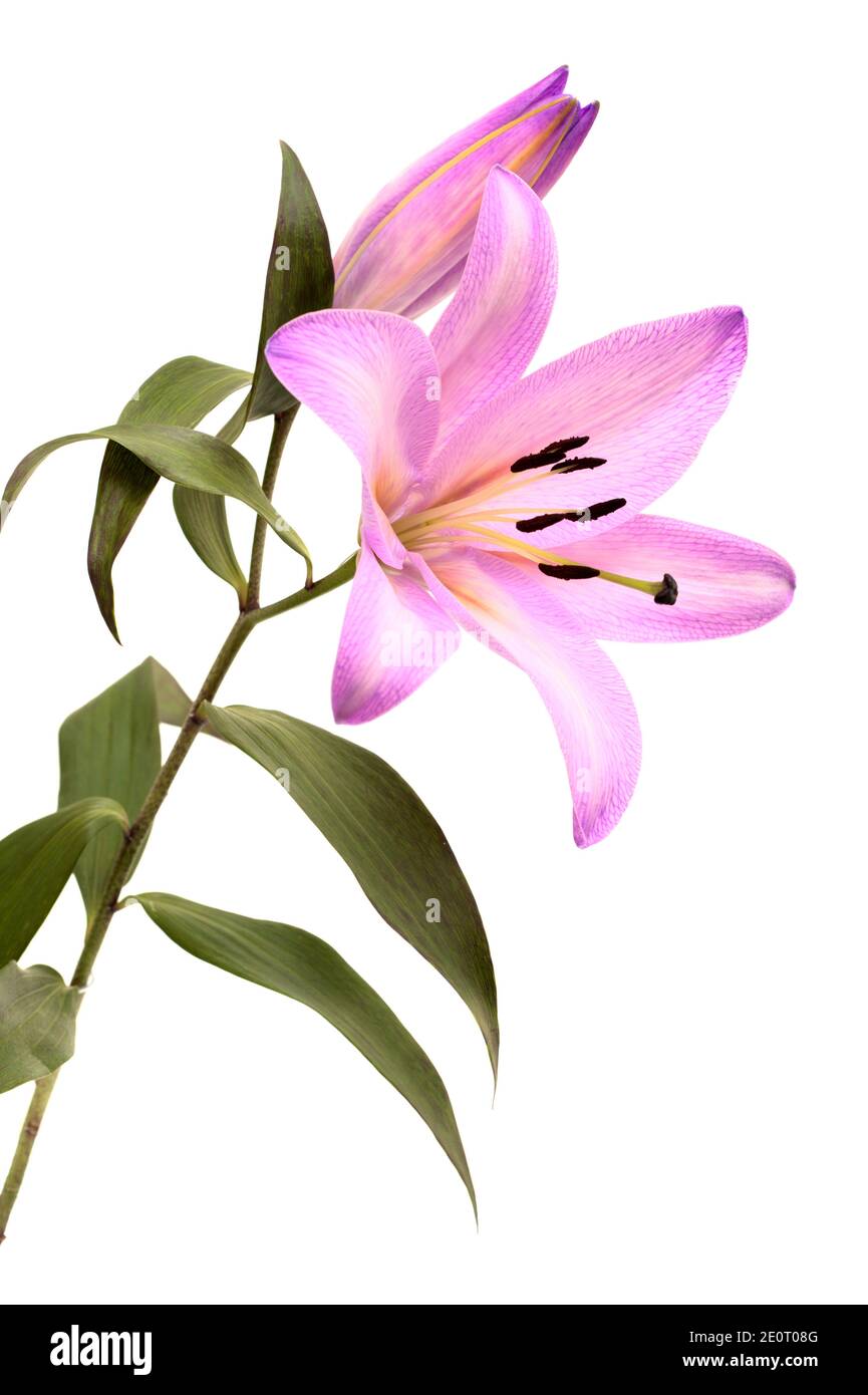 Pale lilac dyed oriental hybrid lily isolated on white Stock Photo